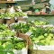 MEKONG RIVER DELTA - CANTHO 2 DAYS 1 NIGHT TOUR from 81 USD/person only